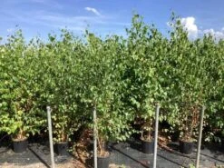 Meerstammige Berk (Betula Pendula) -Tuinplanten Winkel betula alba pendula 6