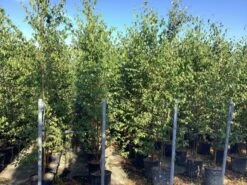 Meerstammige Berk (Betula Pendula) -Tuinplanten Winkel betula alba pendula 7