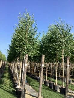 Ruwe Berk (Betula Pendula) 9 Ruwe Berk (Betula Pendula) -Tuinplanten Winkel betula alba pendula 9