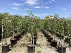 Prieelberk (Betula Pendula 'Youngii') -Tuinplanten Winkel betula alba youngii pendula 1