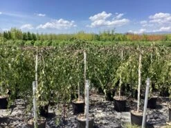 Prieelberk (Betula Pendula 'Youngii') -Tuinplanten Winkel betula alba youngii pendula 2