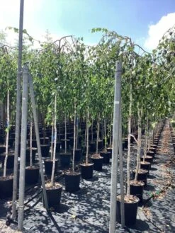 Prieelberk (Betula Pendula 'Youngii') -Tuinplanten Winkel betula alba youngii pendula 3
