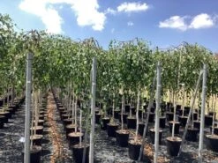Prieelberk (Betula Pendula 'Youngii') -Tuinplanten Winkel betula alba youngii pendula 5