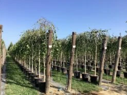 Prieelberk (Betula Pendula 'Youngii') -Tuinplanten Winkel betula alba youngii pendula 7