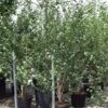 Meerstammige Witte Berk (Betula Utilis 'Doorenbos') -Tuinplanten Winkel betula doornbos 300 350 meerstammig