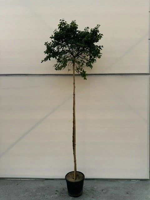 Berk (Betula Pendula 'Magical Globe') 4 Berk (Betula Pendula 'Magical Globe') - Afbeelding 2