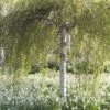 Treurberk (Betula Pendula 'Tristis') 2 Treurberk (Betula Pendula 'Tristis') -Tuinplanten Winkel betula pendula tristis01