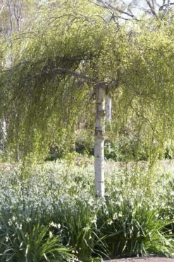 Treurberk (Betula Pendula 'Tristis')