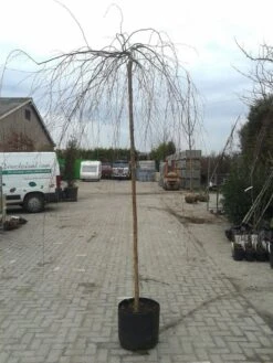 Prieelberk (Betula Pendula 'Youngii') -Tuinplanten Winkel betula pendula youngi