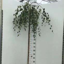 Prieelberk Op Stam (Betula Pendula 'Youngii')