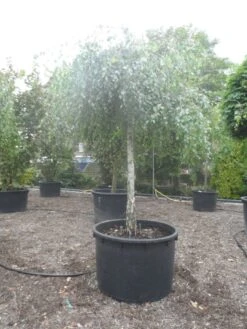 Prieelberk (Betula Pendula 'Youngii') -Tuinplanten Winkel betula pendula youngii 30 35ho c750