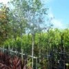 Witte Berk (Betula Utilis Jacquemontii) 1 Witte Berk (Betula Utilis Jacquemontii) -Tuinplanten Winkel betula utilis jacquemontii 12 14ho cont