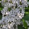 Sering (Syringa Chinensis 'Bicolor') -Tuinplanten Winkel bicolor chin