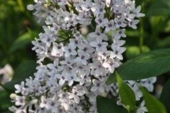 Sering (Syringa Chinensis 'Bicolor')