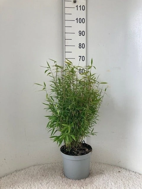 Niet Woekerende Bamboe (Fargesia Murieliae 'Bimbo') 4 Niet Woekerende Bamboe (Fargesia Murieliae 'Bimbo') - Afbeelding 2