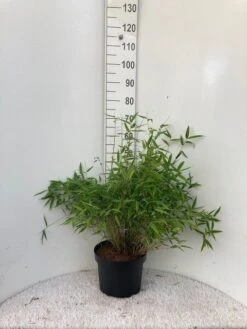 Niet Woekerende Bamboe (Fargesia Murieliae 'Bimbo') 17 Niet Woekerende Bamboe (Fargesia Murieliae 'Bimbo') -Tuinplanten Winkel bimbo c10