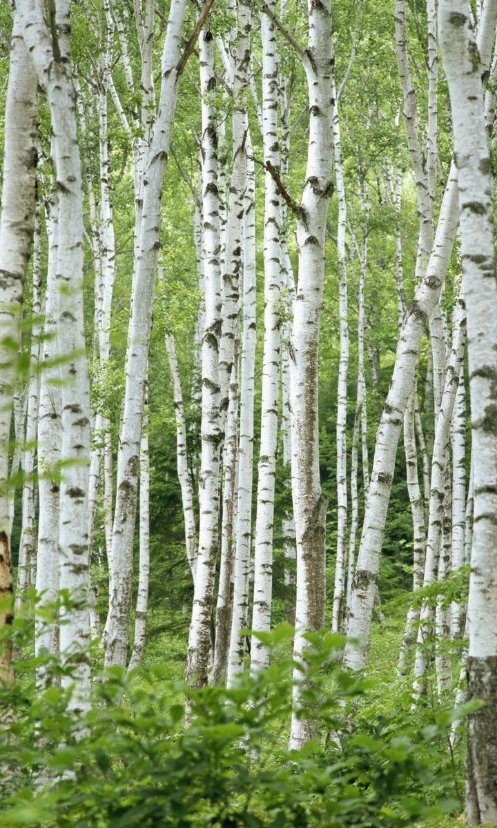 Ruwe Berk (Betula Pendula) 3 Ruwe Berk (Betula Pendula)