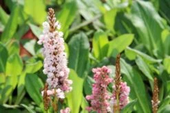Duizendknoop (Persicaria Affinis 'Kabouter') -Tuinplanten Winkel bistorta affinis kabouter 1