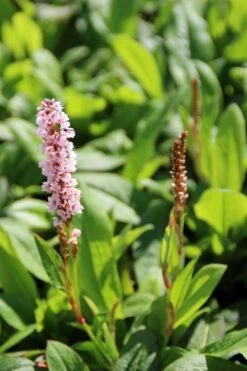 Duizendknoop (Persicaria Affinis 'Kabouter') -Tuinplanten Winkel bistorta affinis kabouter 3