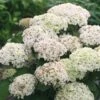 Hortensia (Hydrangea 'BellaRagazza Blanchetta') 2 Hortensia (Hydrangea 'BellaRagazza Blanchetta') -Tuinplanten Winkel blanchettadwergannabelle