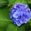Hortensia (Hydrangea Macrophylla 'Bodensee') -Tuinplanten Winkel blauwe hortensia hydrangea macrophylla lm01