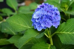 Hortensia (Hydrangea Macrophylla 'Nikko Blue') 13 Hortensia (Hydrangea Macrophylla 'Nikko Blue') -Tuinplanten Winkel blauwe hortensia hydrangea macrophylla lm02