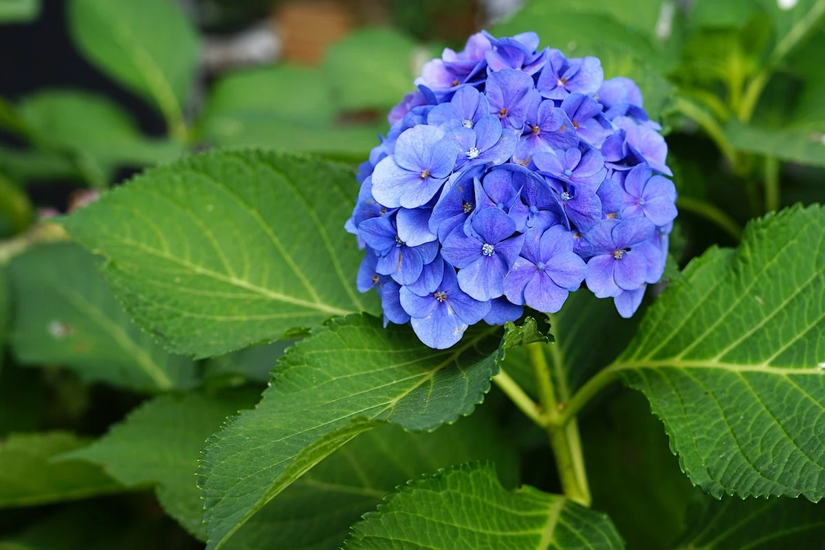 Hortensia (Hydrangea Macrophylla 'Nikko Blue') 7 Hortensia (Hydrangea Macrophylla 'Nikko Blue') - Afbeelding 5