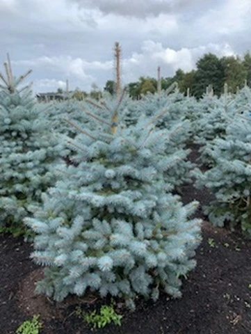 Blauwspar (Picea Pungens 'Blue Diamond') 4 Blauwspar (Picea Pungens 'Blue Diamond') - Afbeelding 2