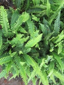 Dubbelloofvaren (Blechnum Spicant) -Tuinplanten Winkel blechnum spicant