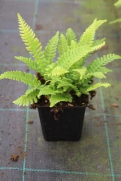 Dubbelloofvaren (Blechnum Spicant) -Tuinplanten Winkel blechnum spicant 1