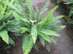 Dubbelloofvaren (Blechnum Spicant) -Tuinplanten Winkel blechnum spicant 2