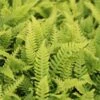 Dubbelloofvaren (Blechnum Spicant) -Tuinplanten Winkel blechnum spicant 3