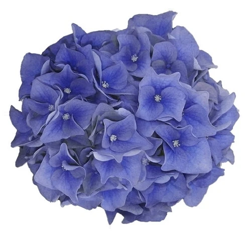 Hortensia Blue Ballad (Hydrangea 'Music Collection') 6 Hortensia Blue Ballad (Hydrangea 'Music Collection') - Afbeelding 4