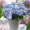 Hortensia Blue Ballad (Hydrangea 'Music Collection') 2 Hortensia Blue Ballad (Hydrangea 'Music Collection') -Tuinplanten Winkel blue ballad 4