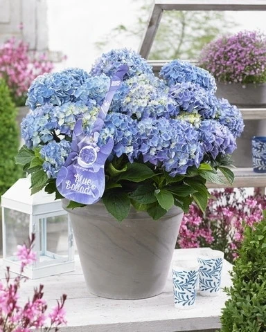 Hortensia Blue Ballad (Hydrangea 'Music Collection') 3 Hortensia Blue Ballad (Hydrangea 'Music Collection')