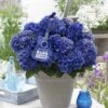 Hortensia Blue Boogiewoogie (Hydrangea 'Music Collection') 2 Hortensia Blue Boogiewoogie (Hydrangea 'Music Collection') -Tuinplanten Winkel blue boogiewoogie 2 3