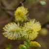 Geoorde Wilg, Bosplantsoen (Salix Aurita) -Tuinplanten Winkel blwa00947
