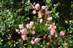 Bodembedekkende Roos (Rosa 'The Fairy') 11 Bodembedekkende Roos (Rosa 'The Fairy') -Tuinplanten Winkel bodembedekker onder boom rosa fairy lm01