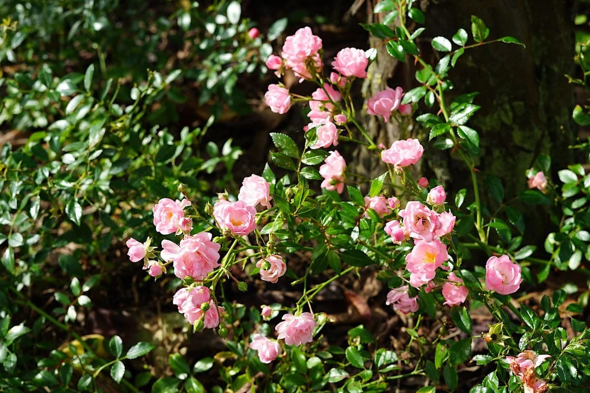 Bodembedekkende Roos (Rosa 'The Fairy') 6 Bodembedekkende Roos (Rosa 'The Fairy') - Afbeelding 4