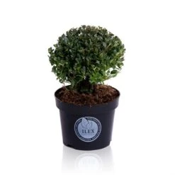 Japanse Hulst In Bolvorm (Ilex Crenata 'Dark Green') -Tuinplanten Winkel bol 15cm p17 lr