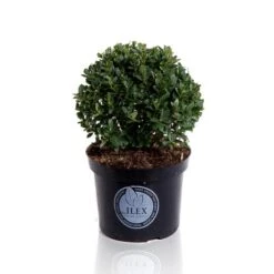 Japanse Hulst In Bolvorm (Ilex Crenata 'Dark Green') -Tuinplanten Winkel bol 20cm p19 lr