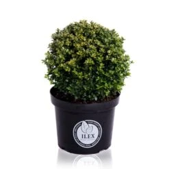 Japanse Hulst In Bolvorm (Ilex Crenata 'Dark Green') -Tuinplanten Winkel bol 30cm p26 lr