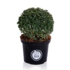 Japanse Hulst In Bolvorm (Ilex Crenata 'Dark Green') -Tuinplanten Winkel bol 35cm p29 lr