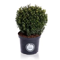 Japanse Hulst In Bolvorm (Ilex Crenata 'Dark Green') -Tuinplanten Winkel bol 40cm p32 lr