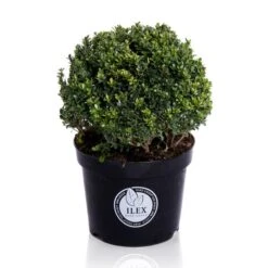 Japanse Hulst In Bolvorm (Ilex Crenata 'Dark Green') -Tuinplanten Winkel bol 45cm p38 lr