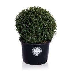 Japanse Hulst In Bolvorm (Ilex Crenata 'Dark Green') -Tuinplanten Winkel bol 50cm p38 lr
