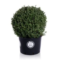 Japanse Hulst In Bolvorm (Ilex Crenata 'Dark Green') -Tuinplanten Winkel bol 55cm p38 lr
