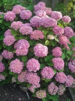 Hortensia (Hydrangea Macrophylla 'Altona') -Tuinplanten Winkel bolhortensia rose