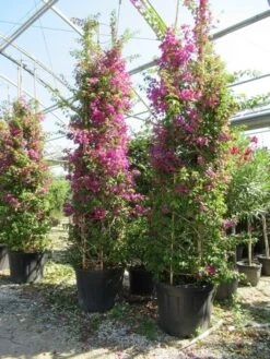 Bougainvillea Als Struik (Bougainvillea Glabra) -Tuinplanten Winkel bougainvillea glabra