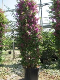 Bougainvillea Als Struik (Bougainvillea Glabra) -Tuinplanten Winkel bougainvillea glabra 2